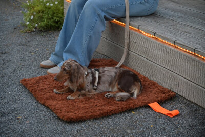 H.O.C.K. Hundedecke FRITZ S ca. 80x70cm mit Neonband - Cognac Schwarz Leomuster | Terra Teddyplüsch