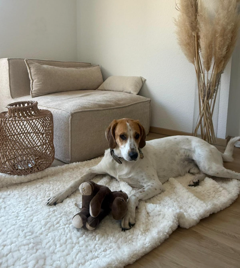H.O.C.K. Hundedecke FRITZ M ca. 140x80cm mit Neonband - Beige Taupe Leomuster | Ecru Teddyplüsch