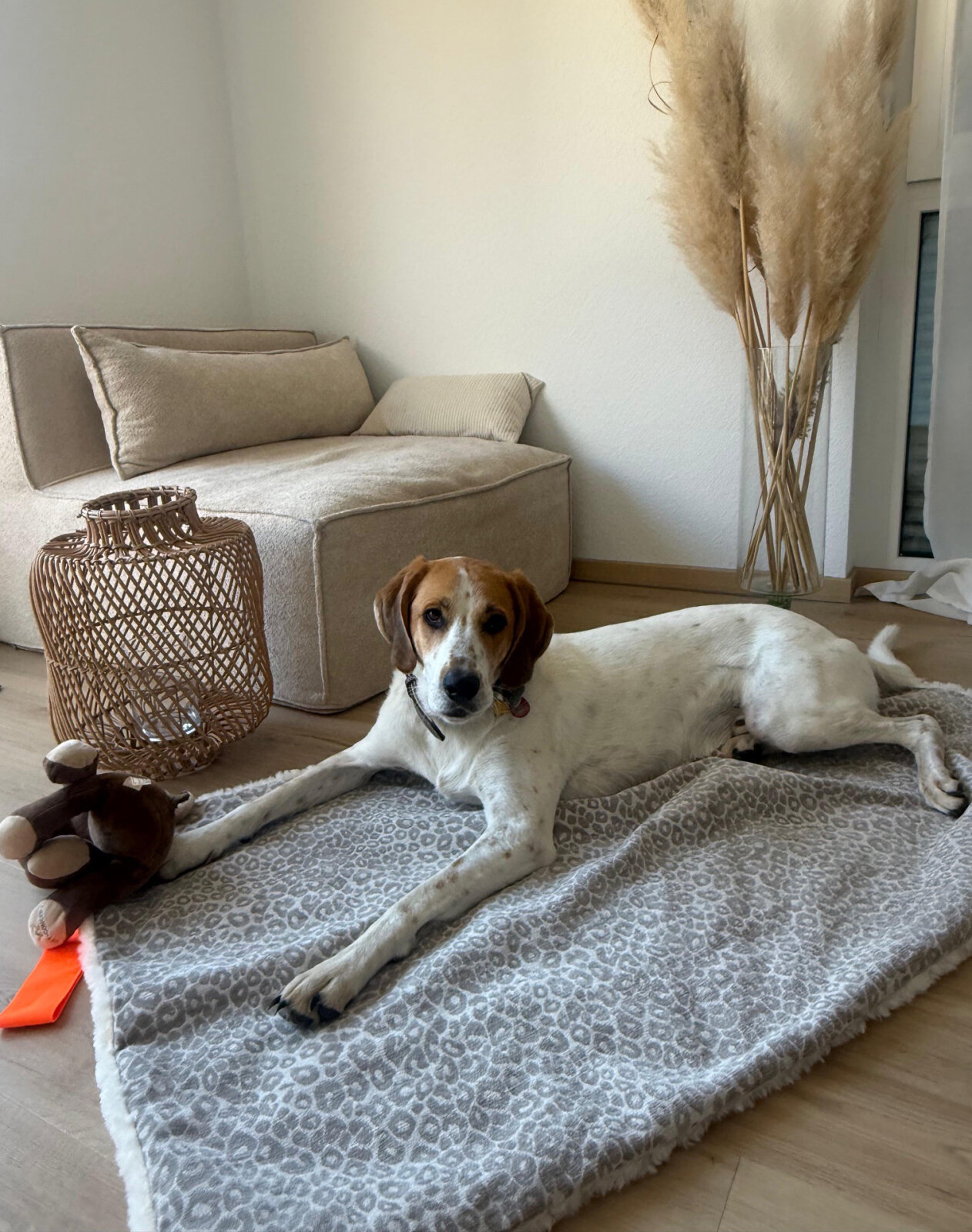 H.O.C.K. Hundedecke FRITZ M ca. 140x80cm mit Neonband - Beige Taupe Leomuster | Ecru Teddyplüsch