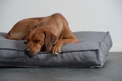 H.O.C.K. Hundekissen Freddy Gr. L 120x90x12cm Caribe blau marino