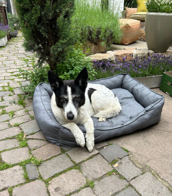 H.O.C.K. Hundebett FRIDA Größe L ca. 90 x 65 x 23 cm Caribe hellgrau